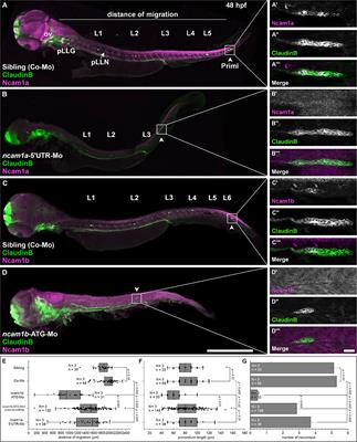 Cell Proliferation and Collective Cell Migration During Zebrafish Lateral Line System Development Are Regulated by Ncam/Fgf-Receptor Interactions